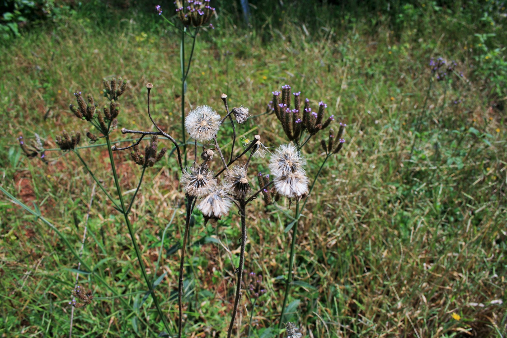 veld weed thistle free photo