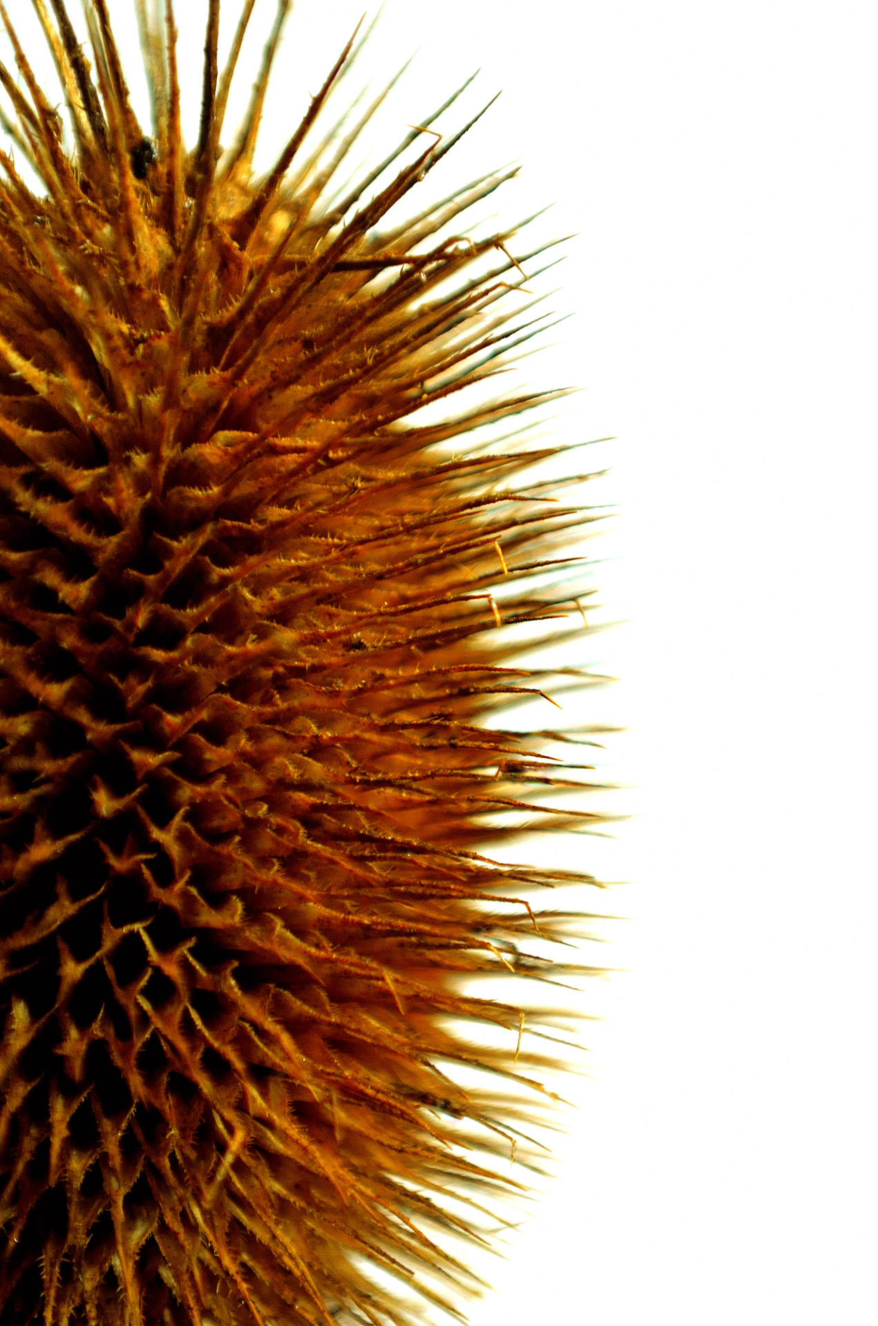 thistle macro nature free photo