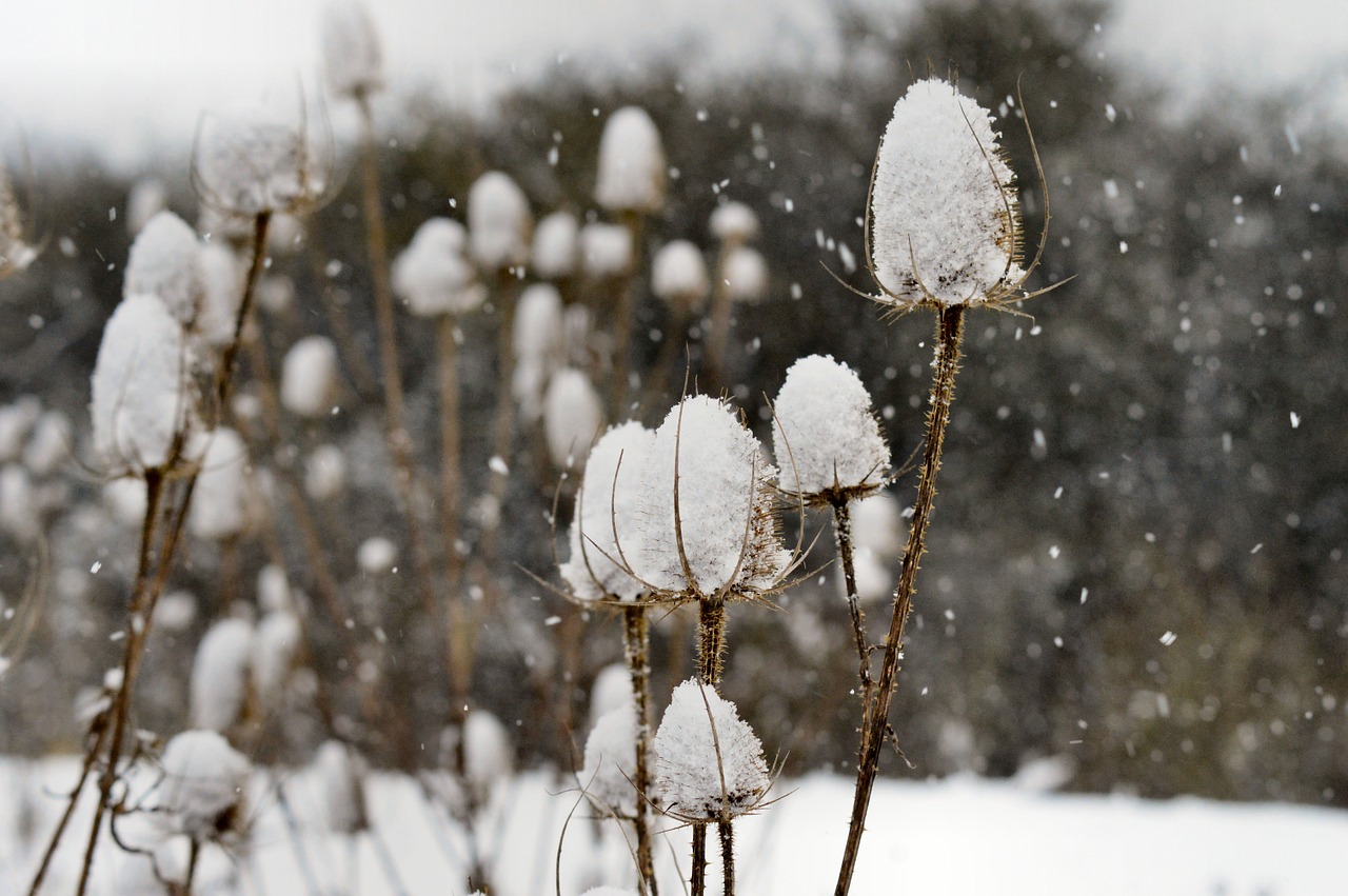 thistles teasels snow free photo