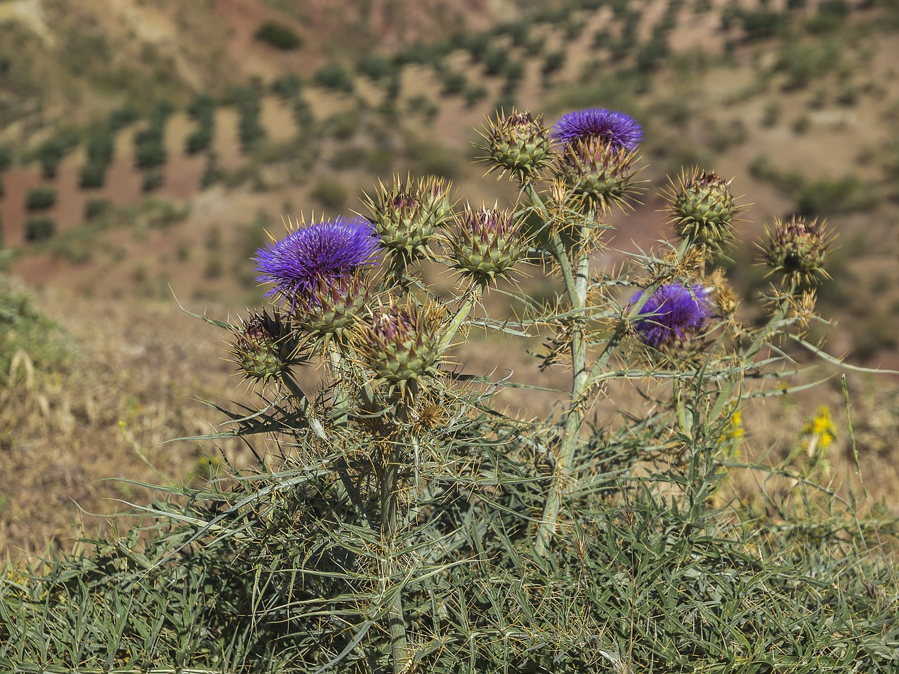 thistles thorns thistle free photo