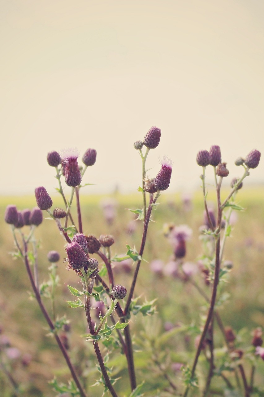 thistles landscape wide free photo