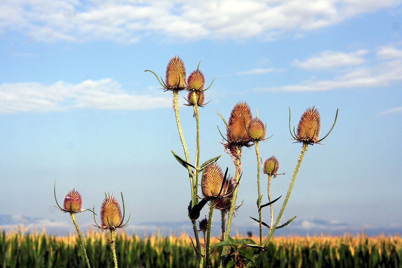 thistles sky clouds free photo