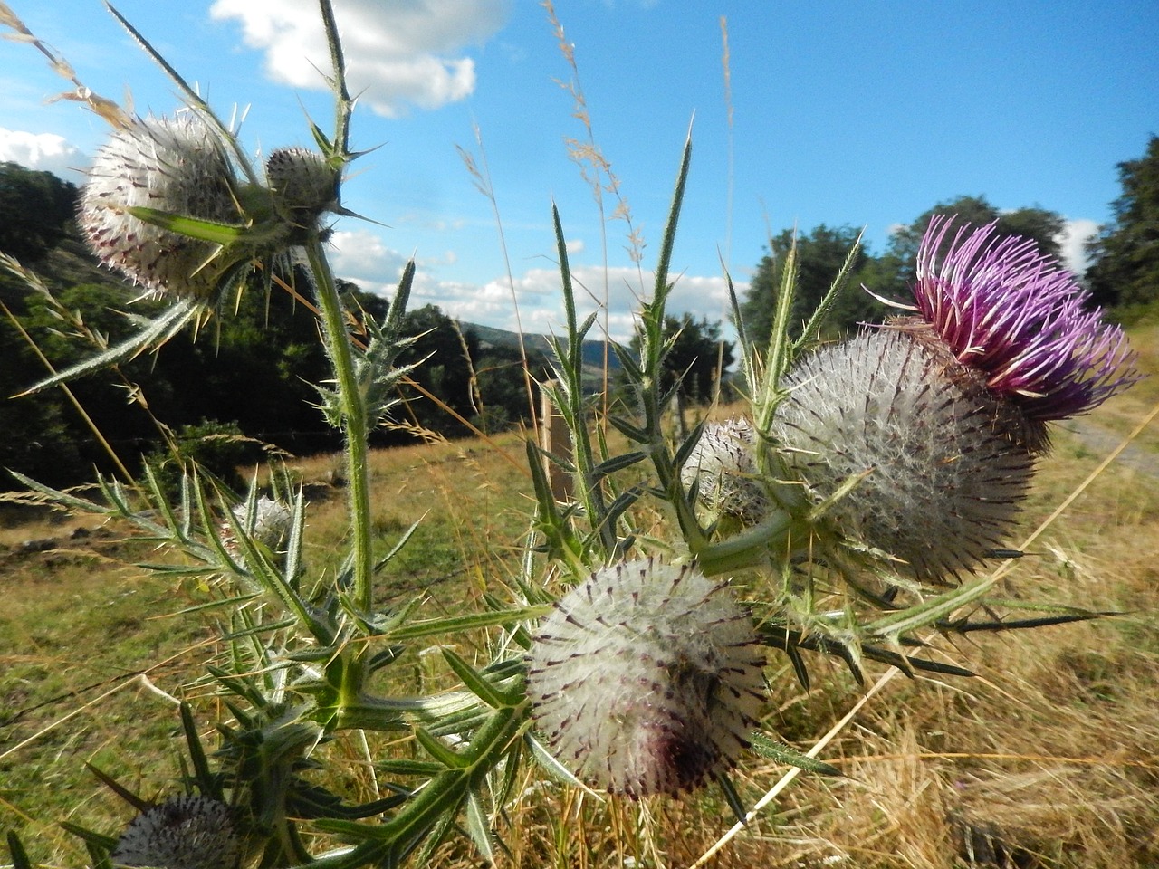 thistles nature field free photo