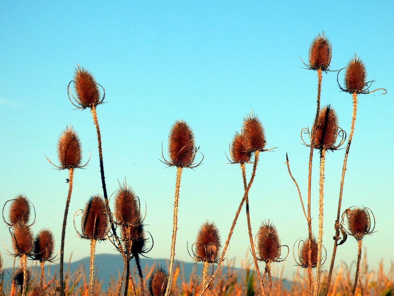 thistles nature flowers free photo