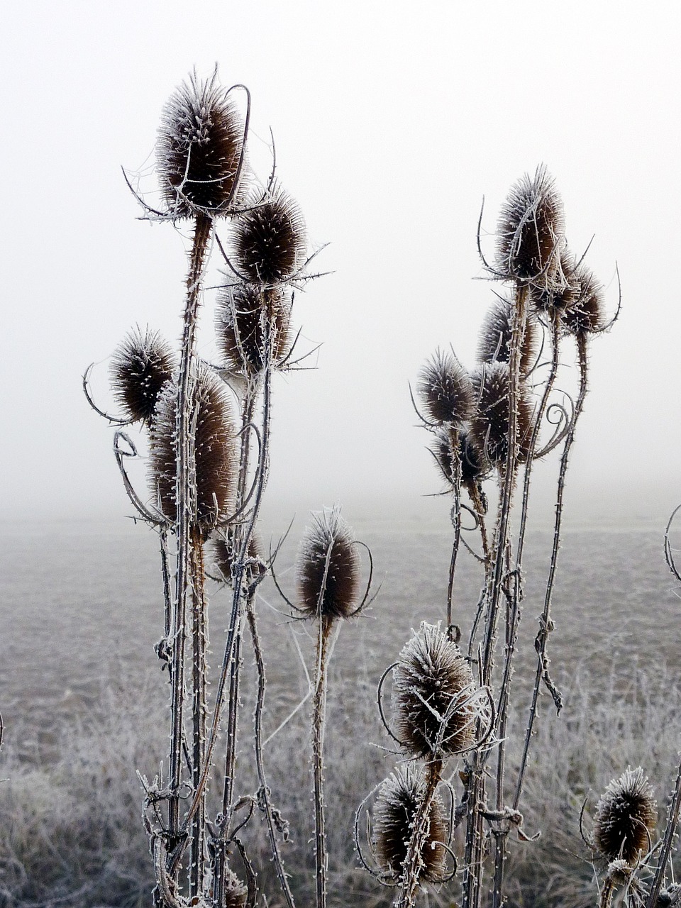 thistles cold gel free photo