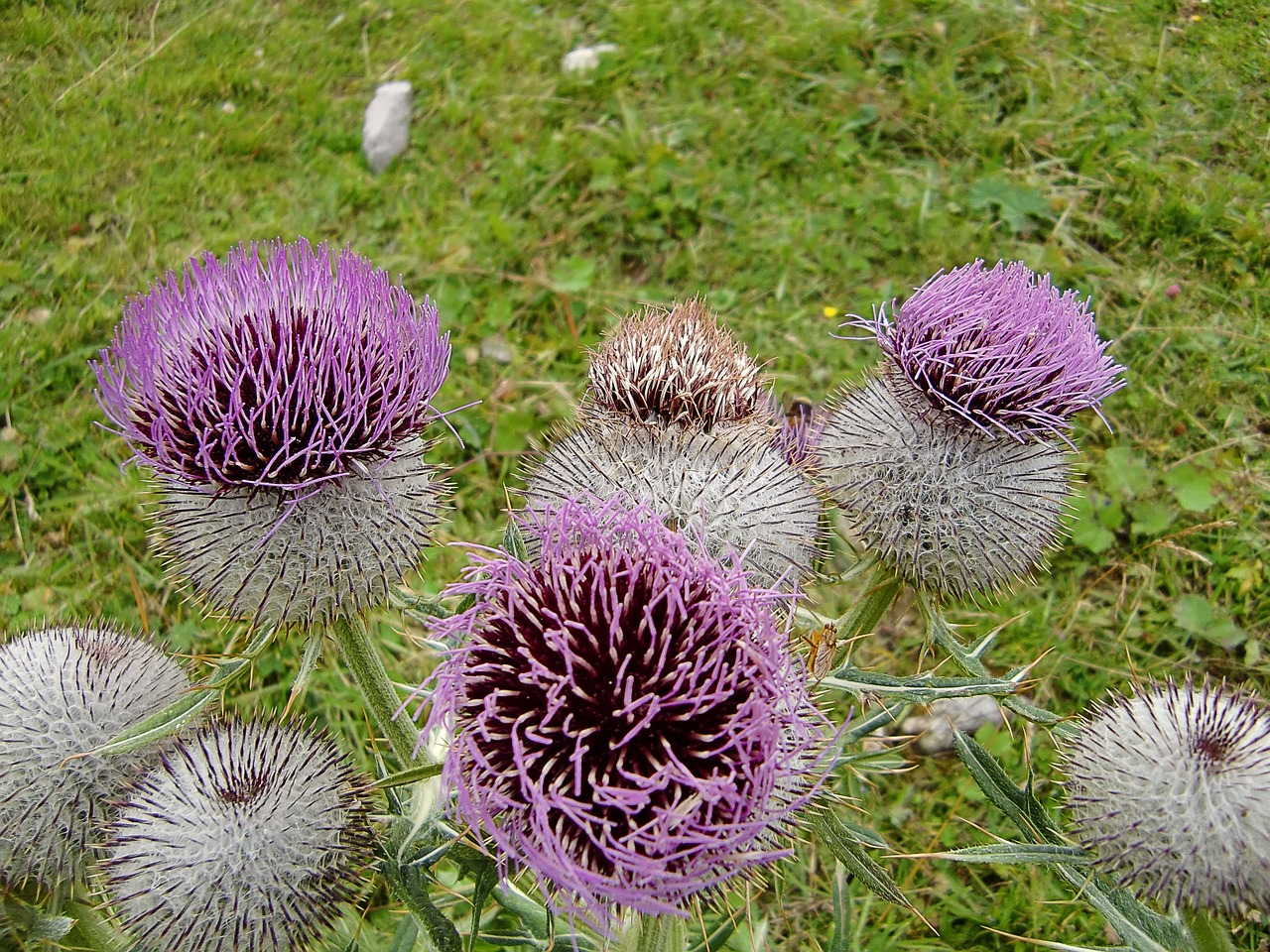 thistles thistle flowers flowers free photo