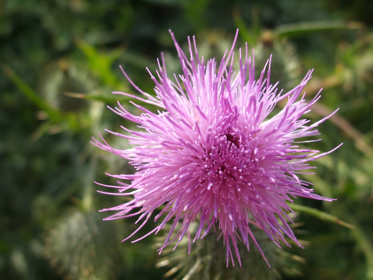 thistles plant nature free photo