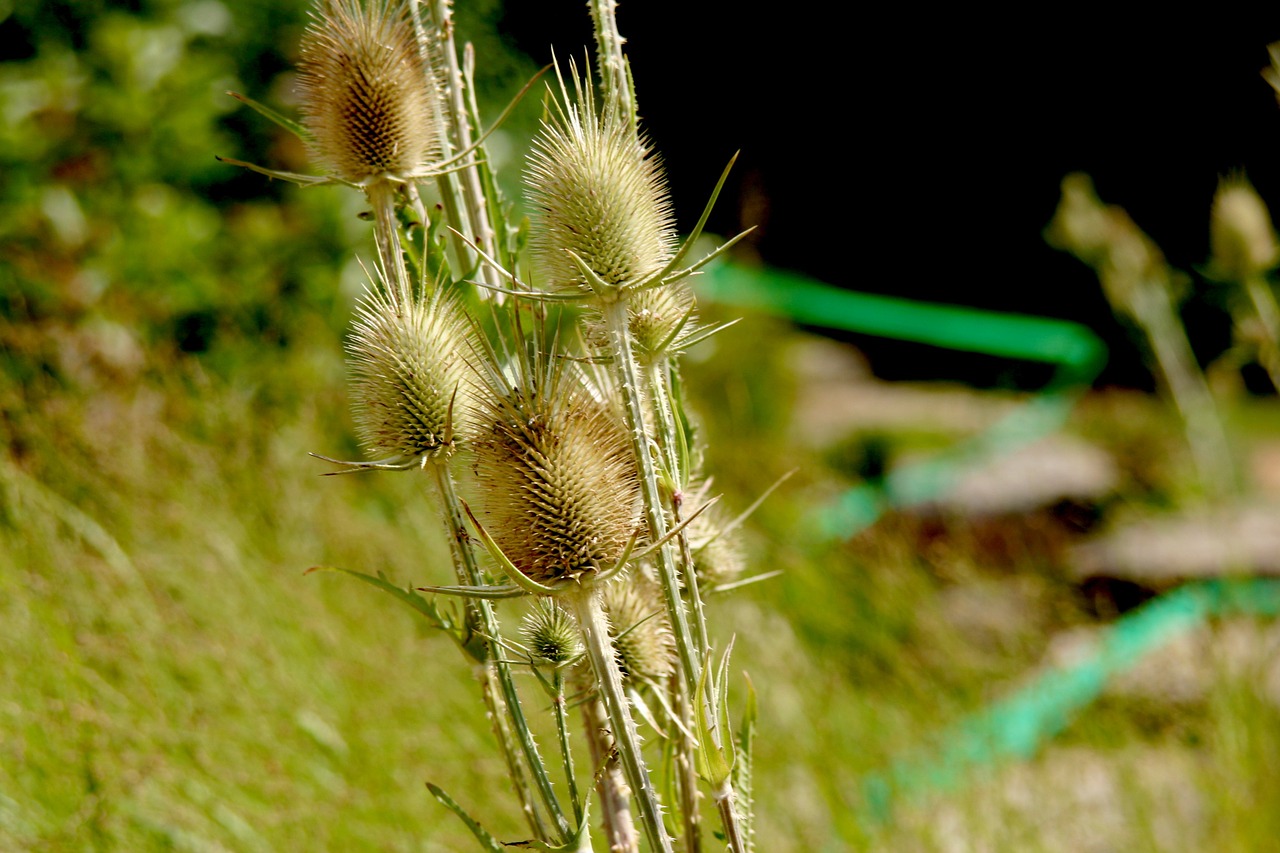 thistles prickly wild plant free photo