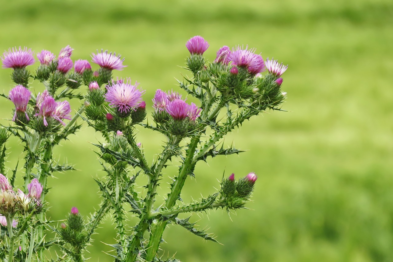 thistles flower spring free photo