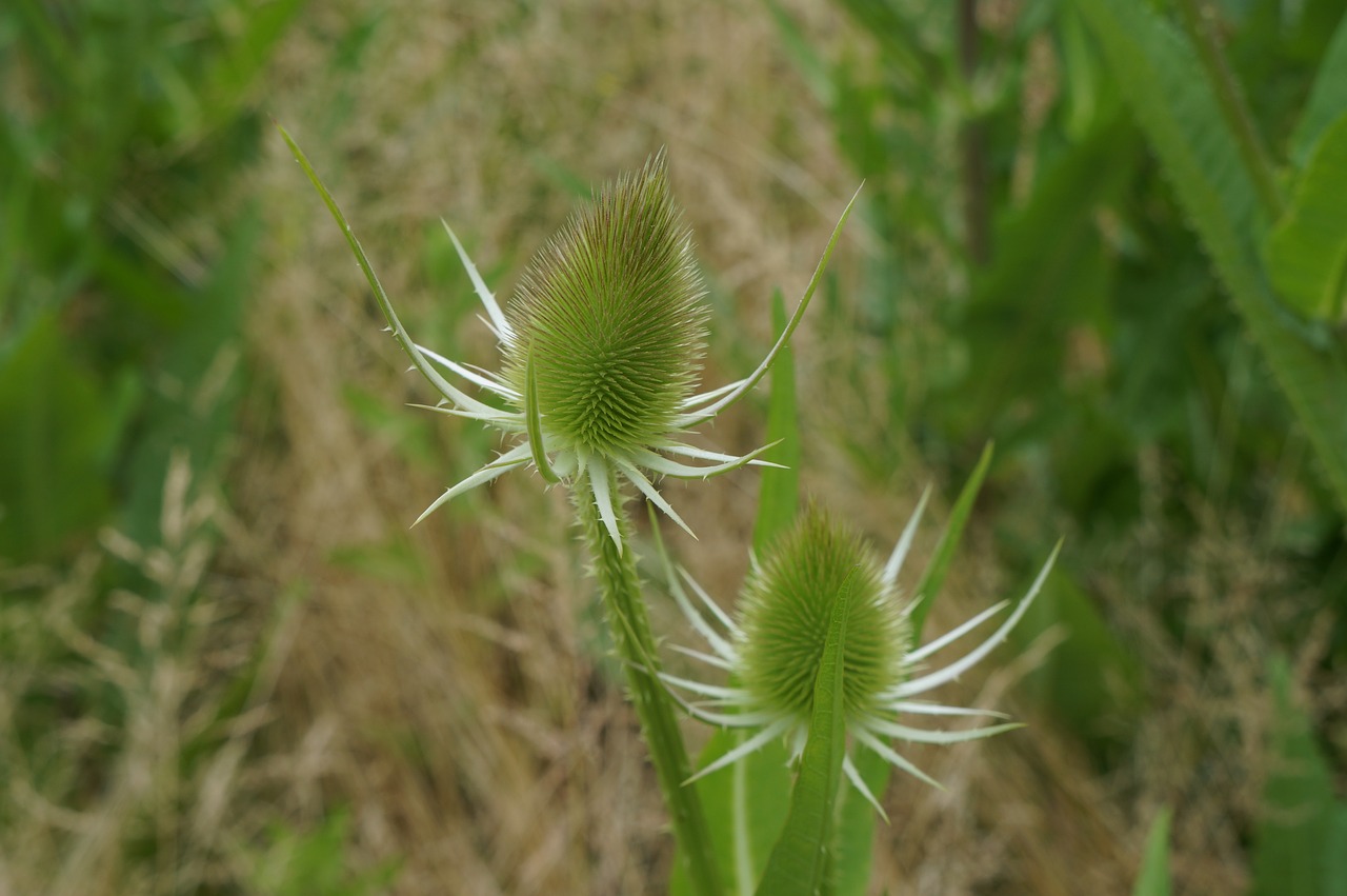 thistles green thistle flower free photo