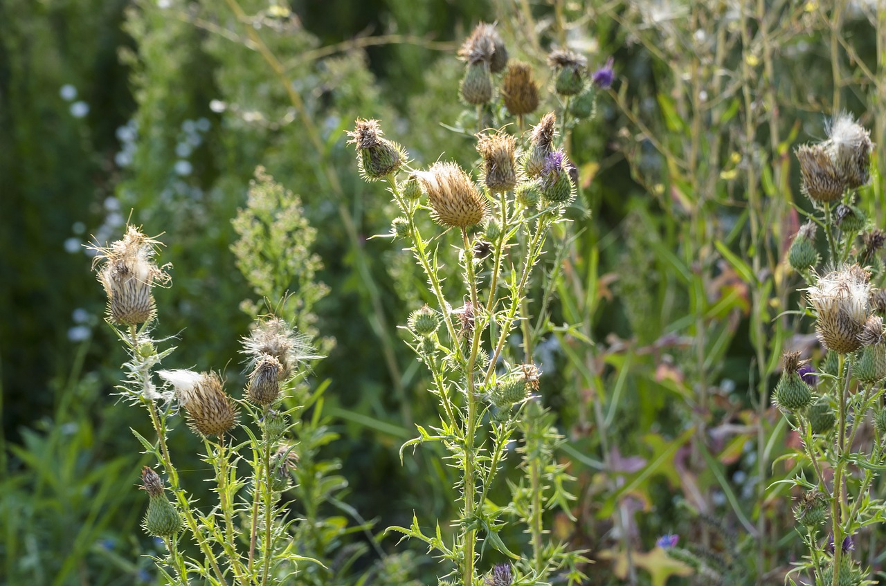 thistles meadow nature free photo