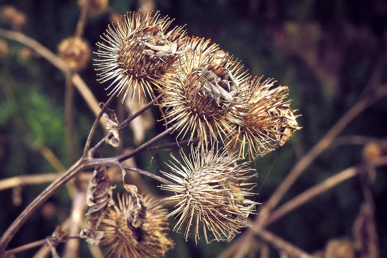 thistles autumn plant free photo