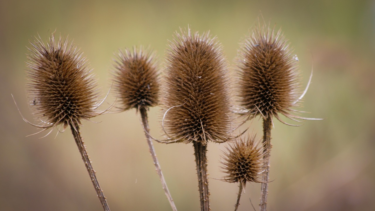 thistles  field  nature free photo