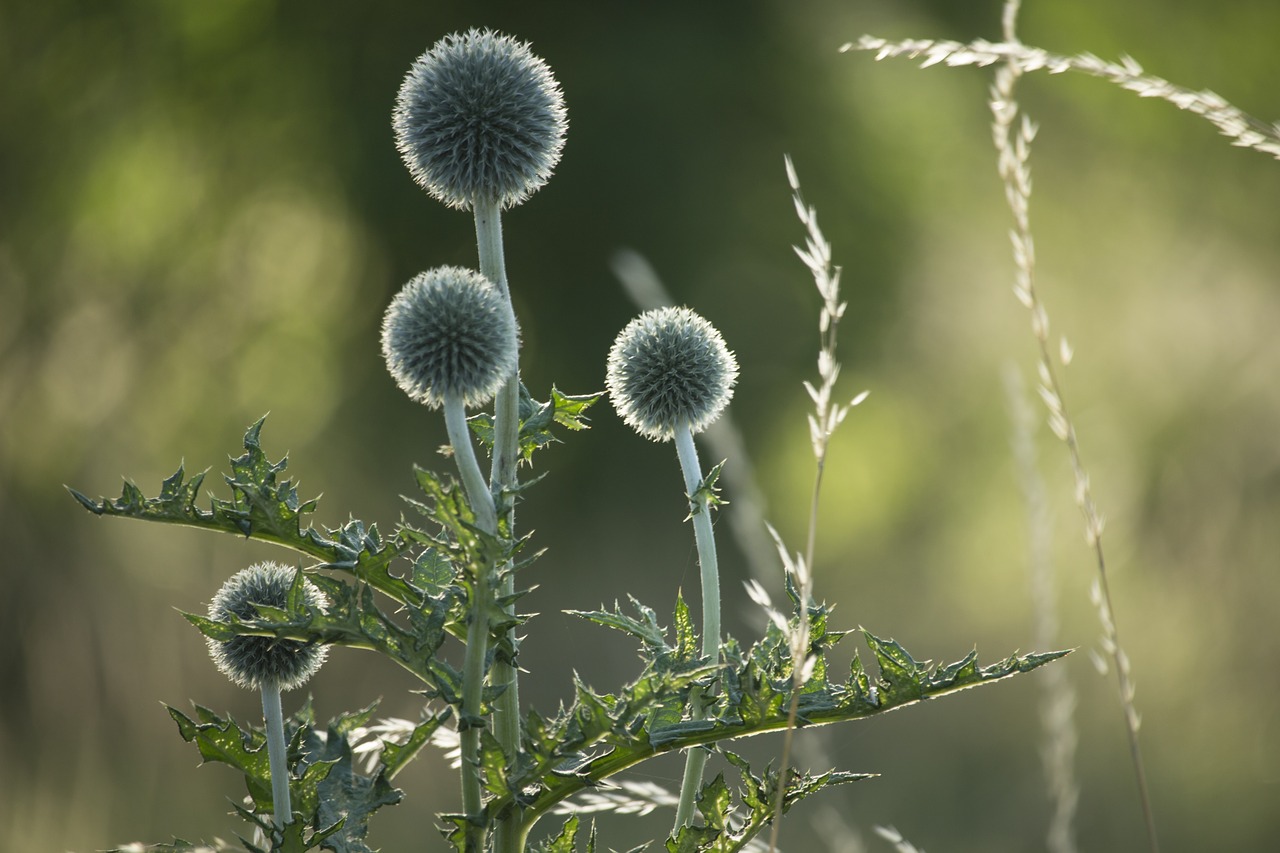 thistles  nature  thistle free photo