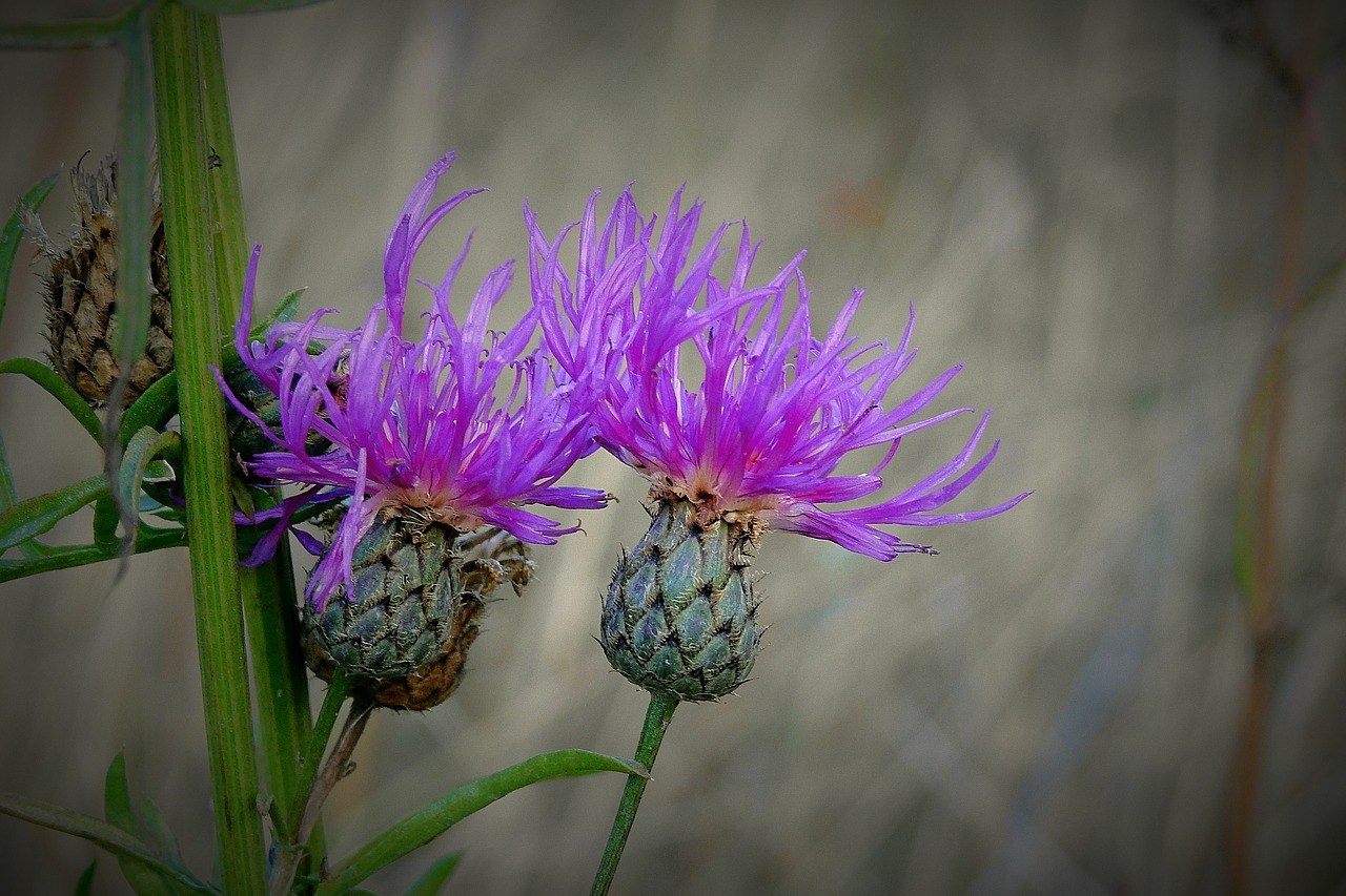 thistles  meadow  autumn free photo