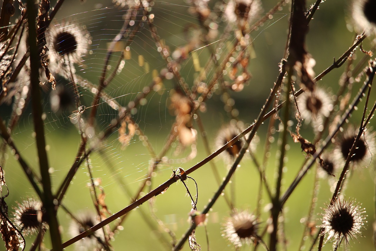 thistles  autumn  sunny free photo