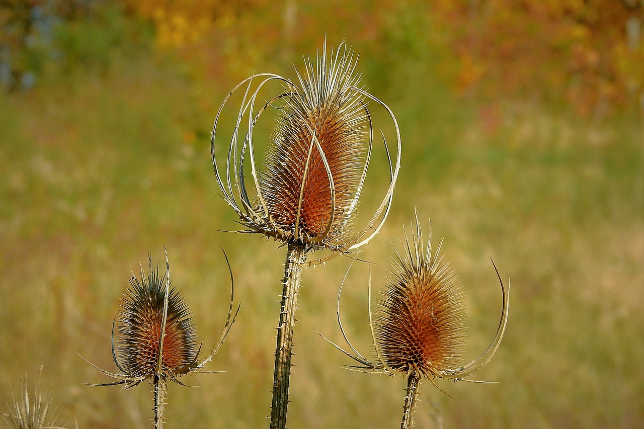 thistles  meadow  barbed free photo