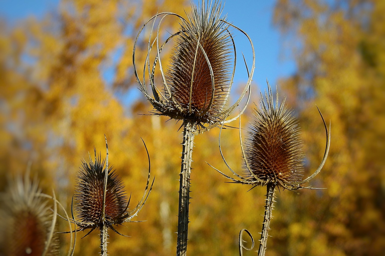 thistles  meadow  barbed free photo