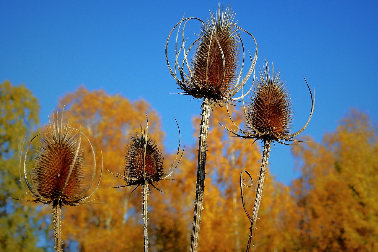 thistles  nature  autumn free photo