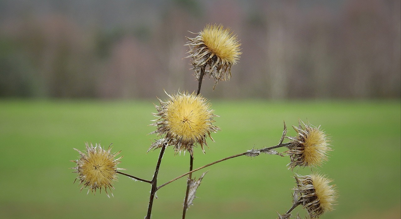 thistles  the end of winter  nature free photo