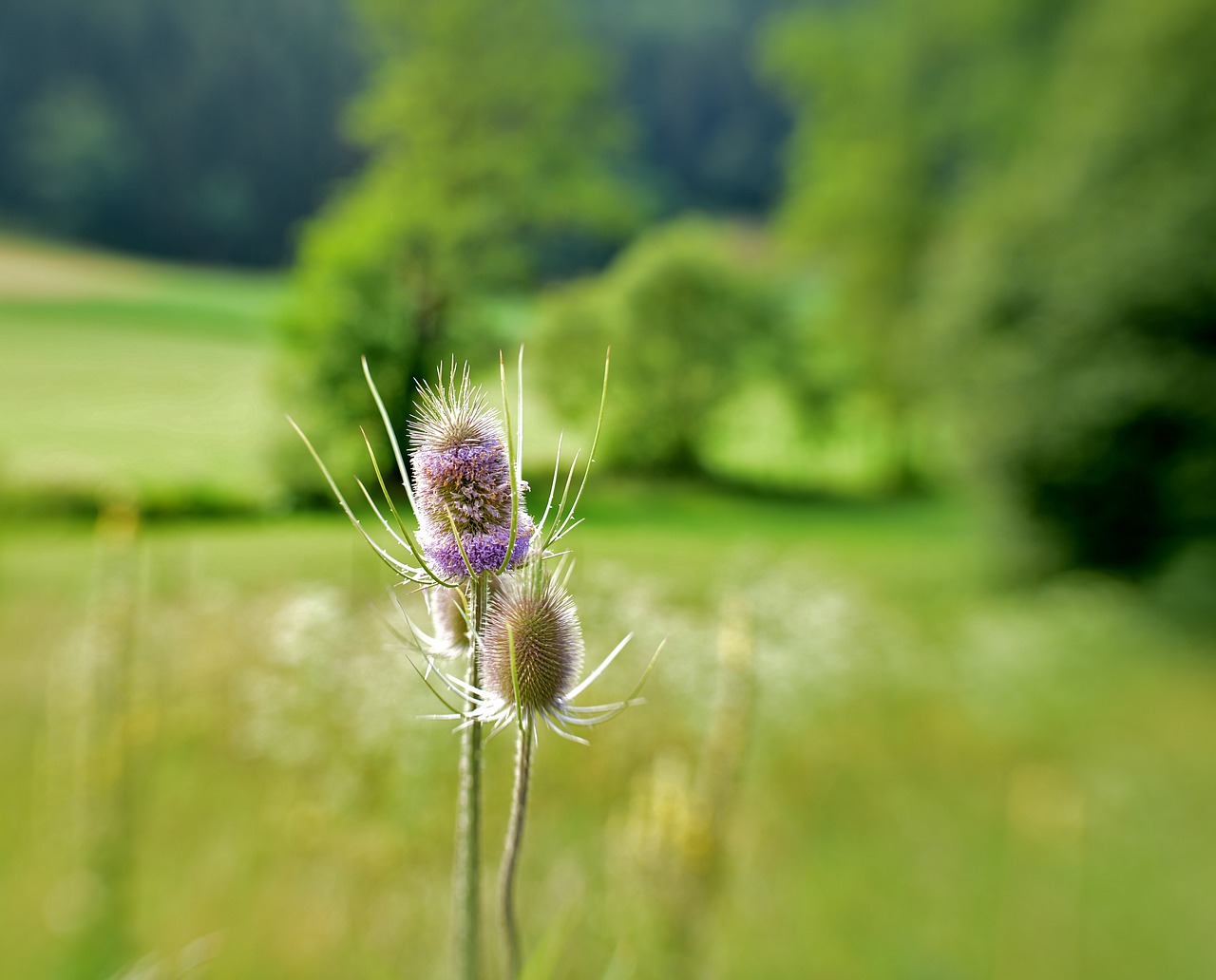 thistles  thistle  prickly free photo