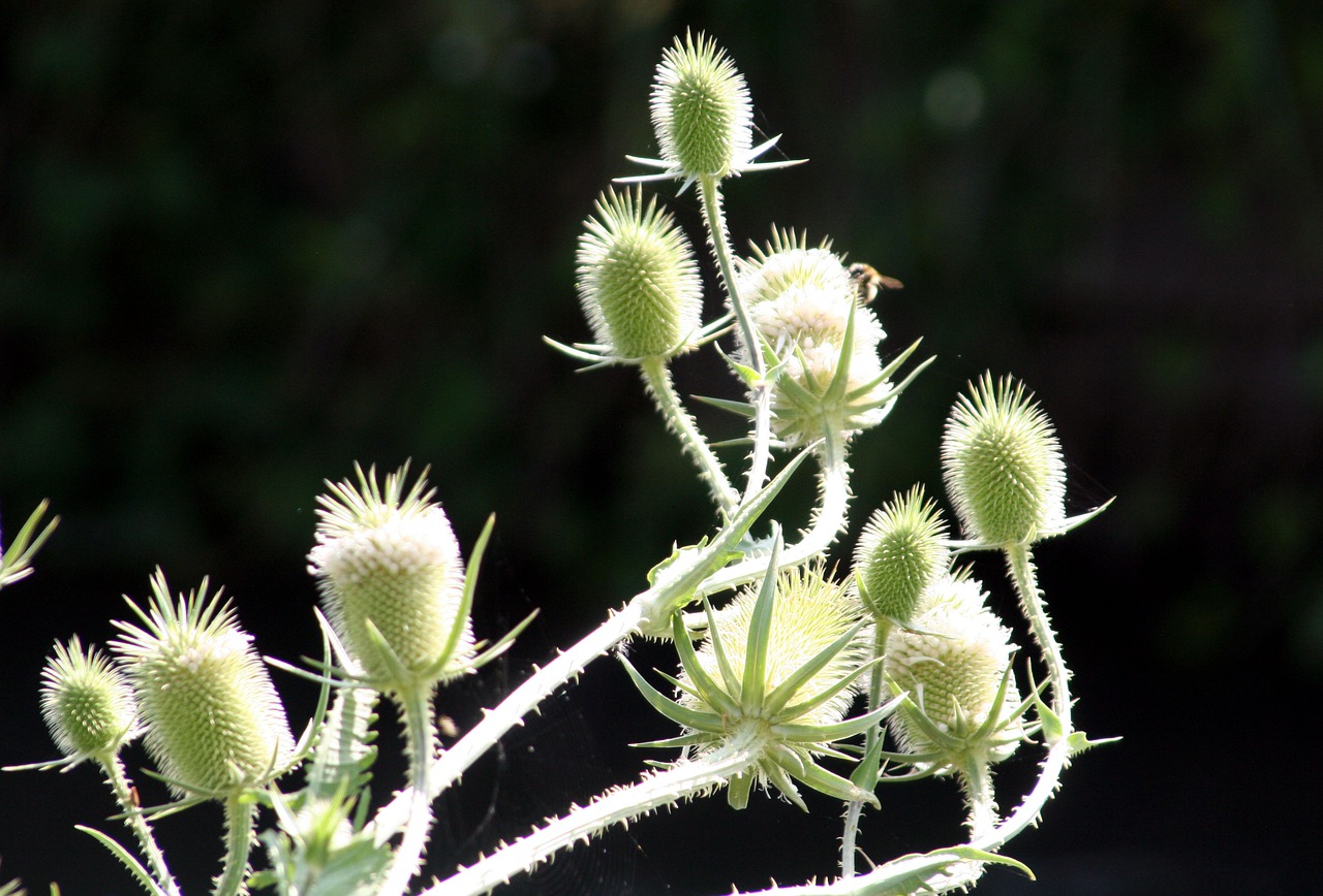 thistles  flowers  summer free photo