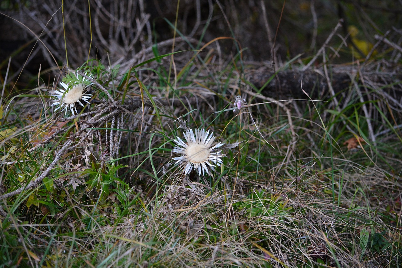 thistles silberdisteln forest free photo