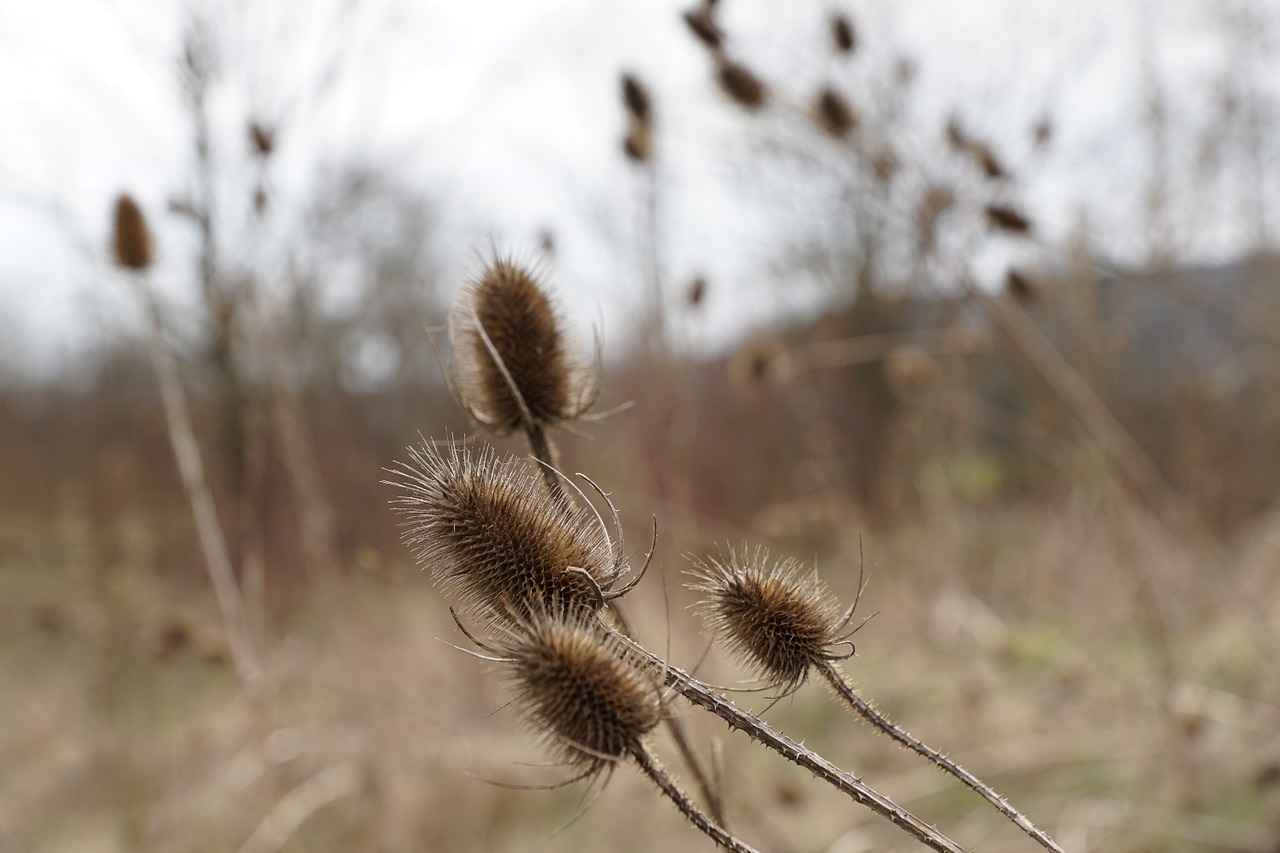 thistles dry withered free photo