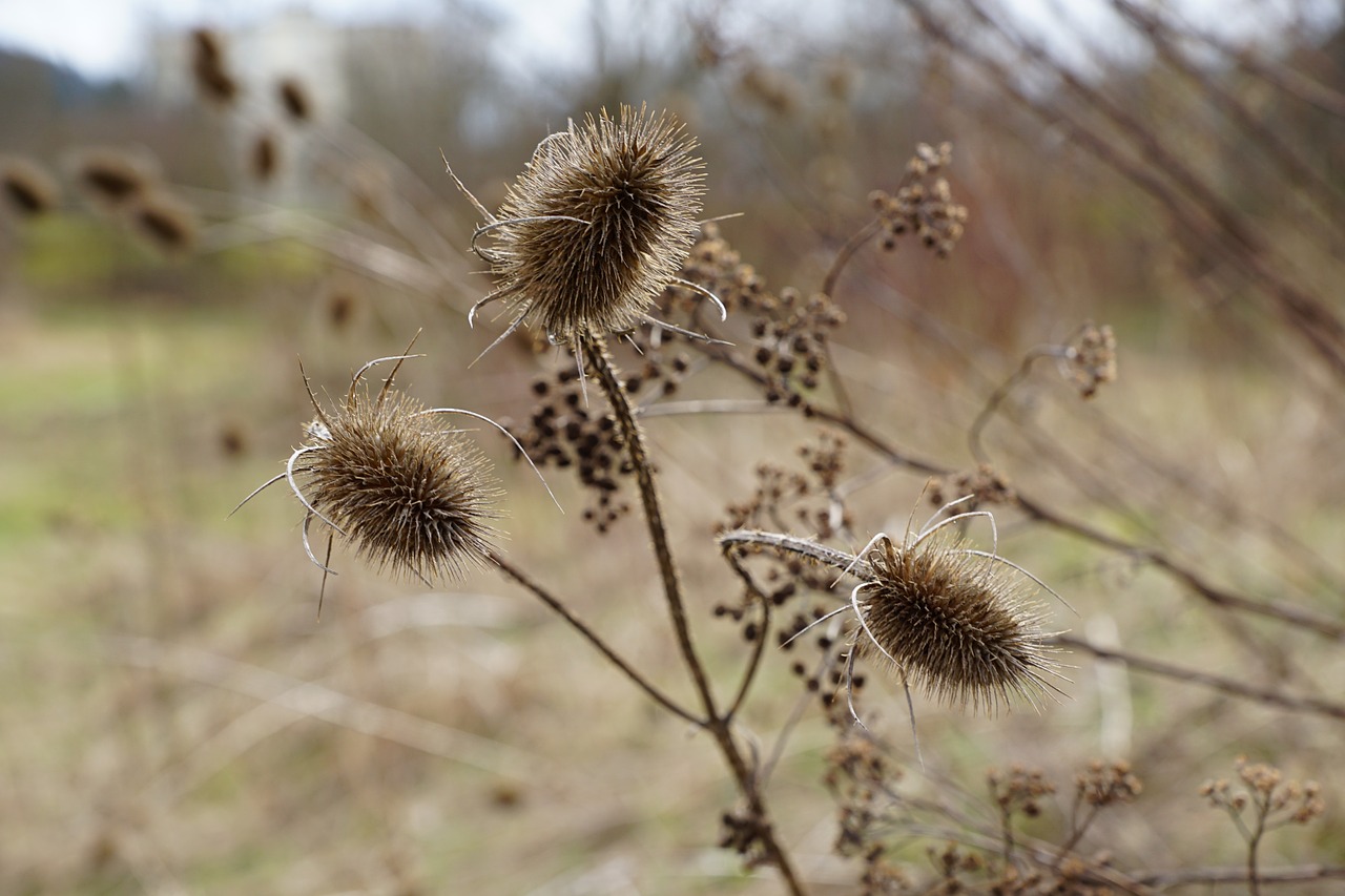 thistles plant dry free photo