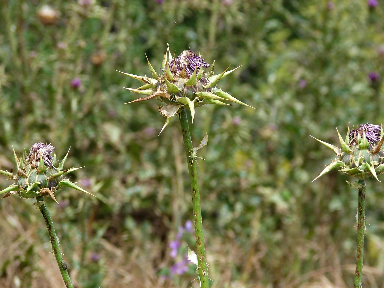 thistles quills wild flower free photo