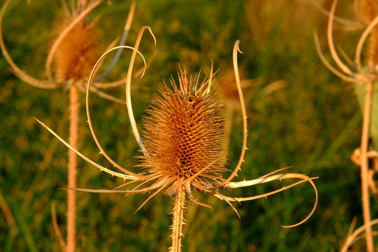 thistles spur macro free photo