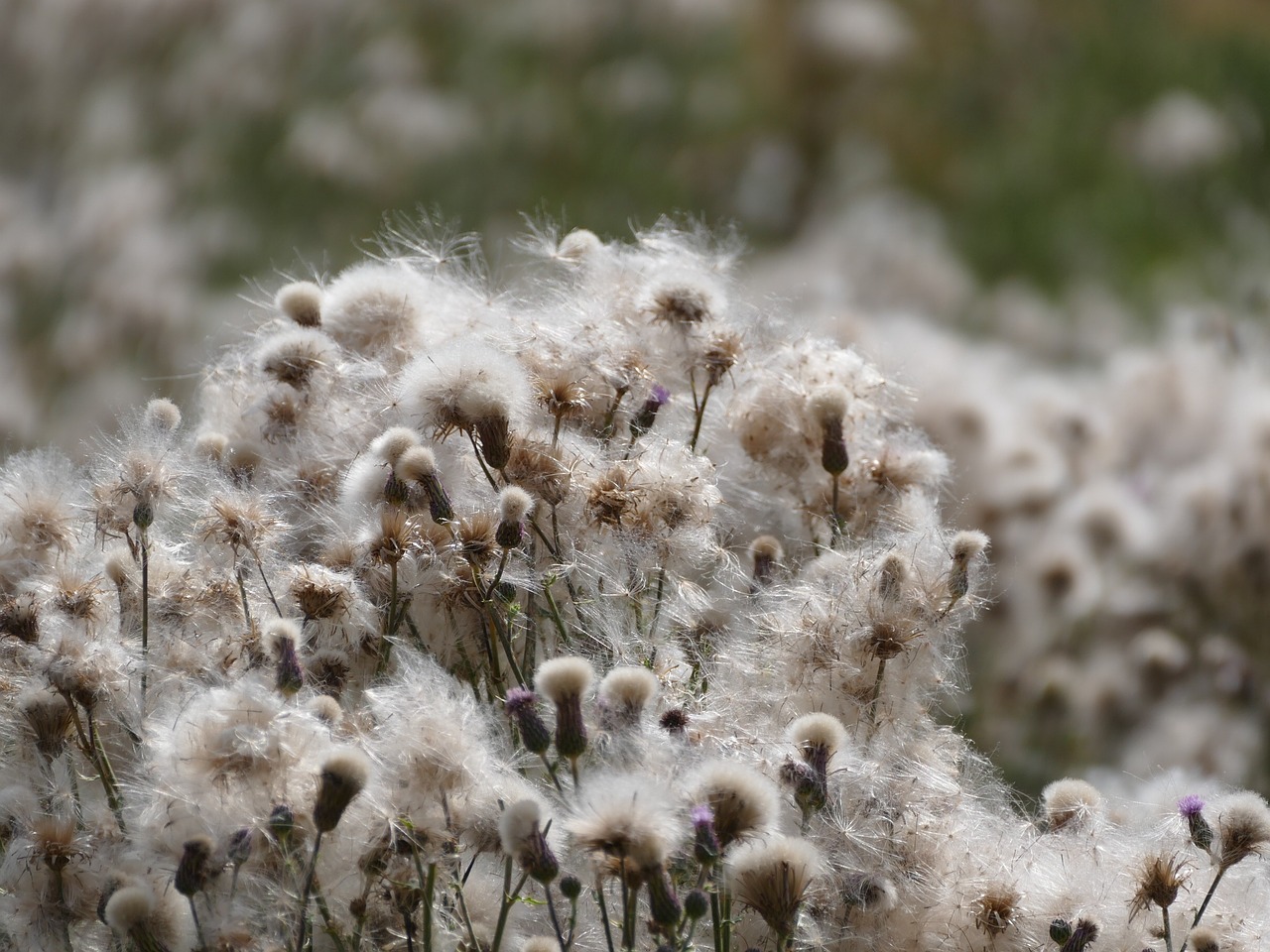 thistles flowers nature free photo