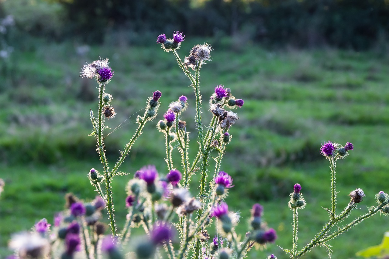 thistles sun back light free photo