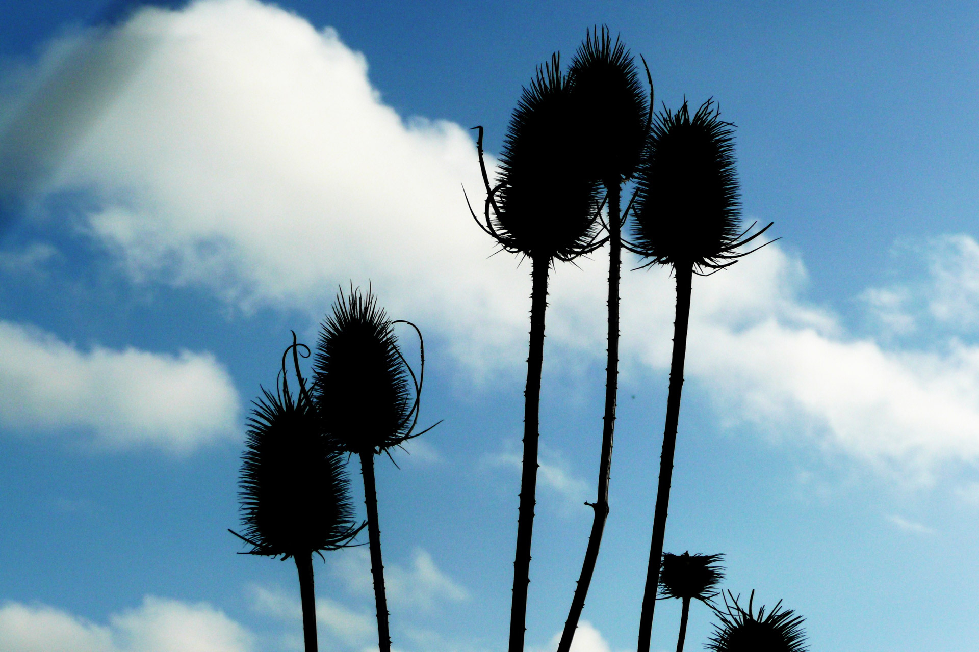 thistles blue sky free photo