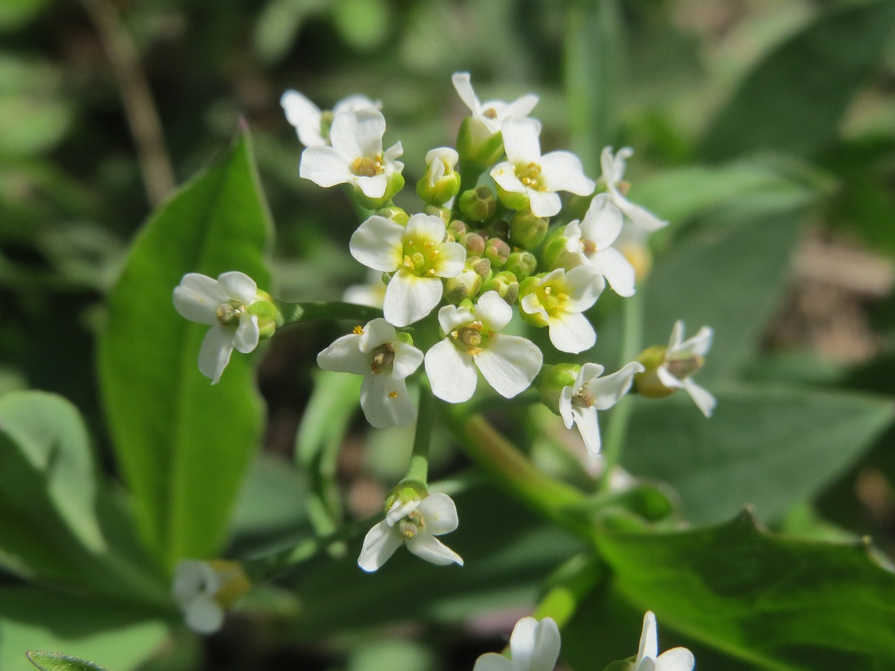 thlaspi arvense field penny-cress wildflower free photo