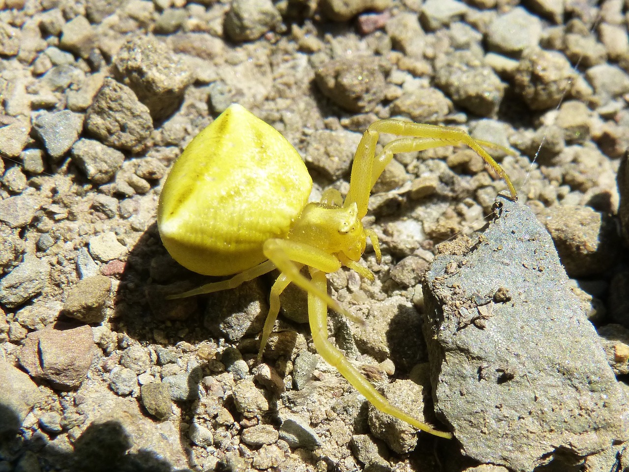 thomisus onustus spider crab spider free photo