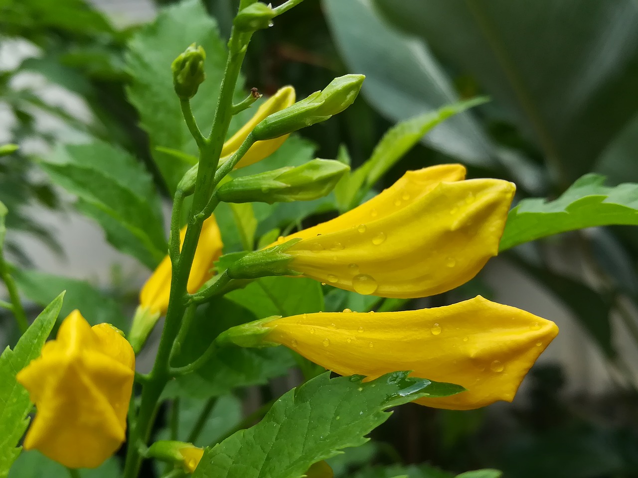 thong-urai yellow flowers free photo