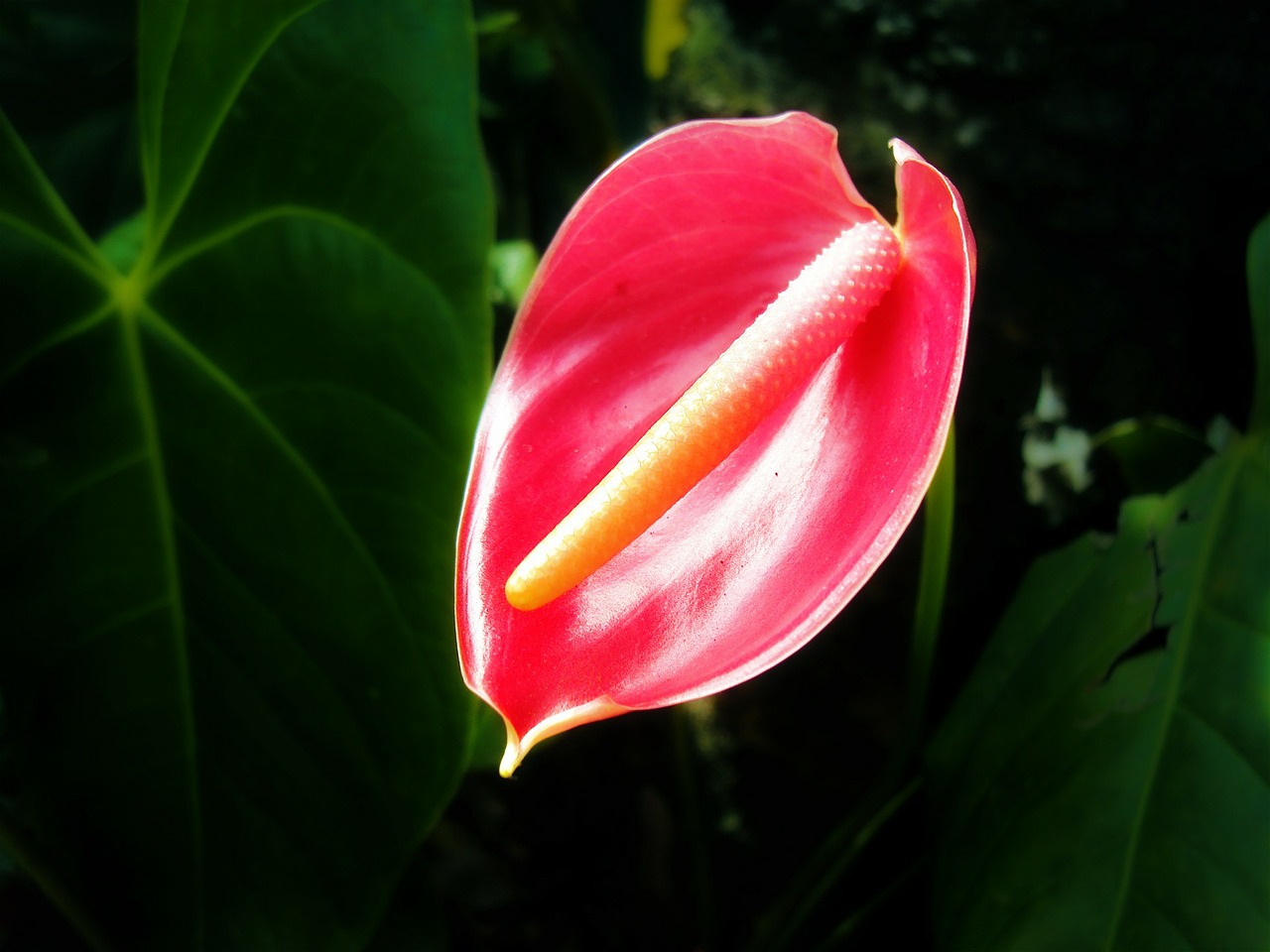 thorium flower flower tropical flower free photo