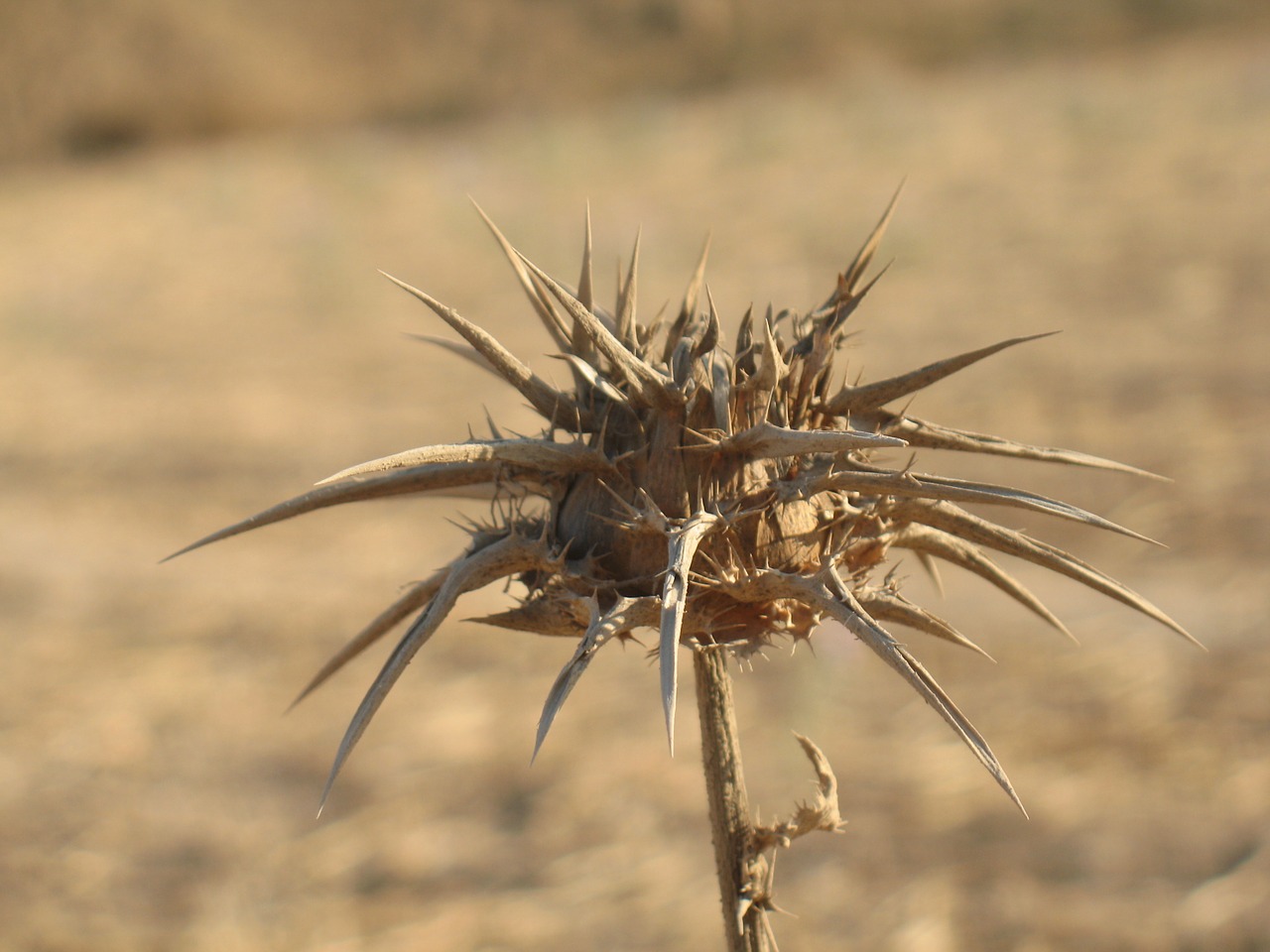 thorn summer outdoor free photo