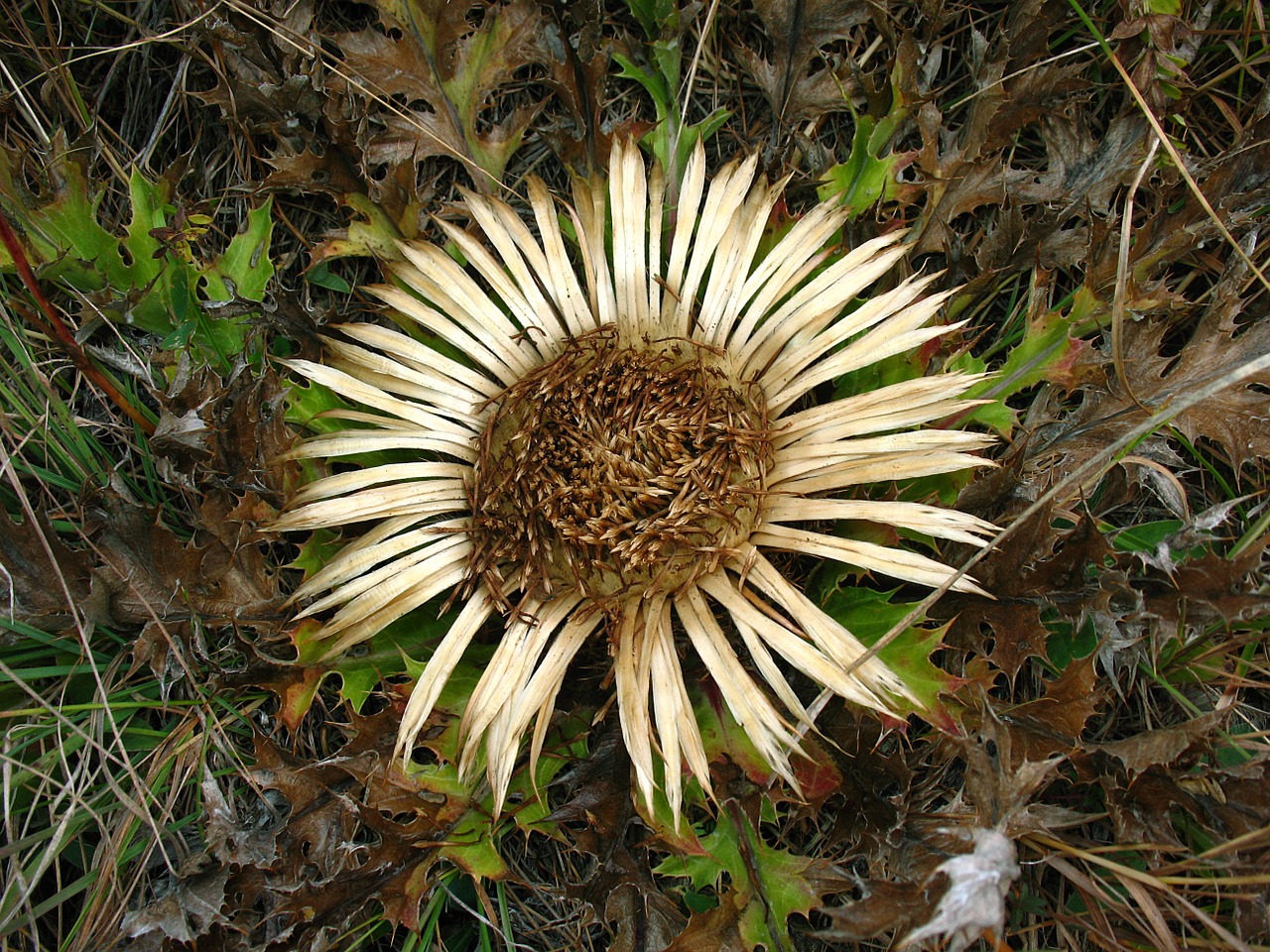 nature thorn herb free photo