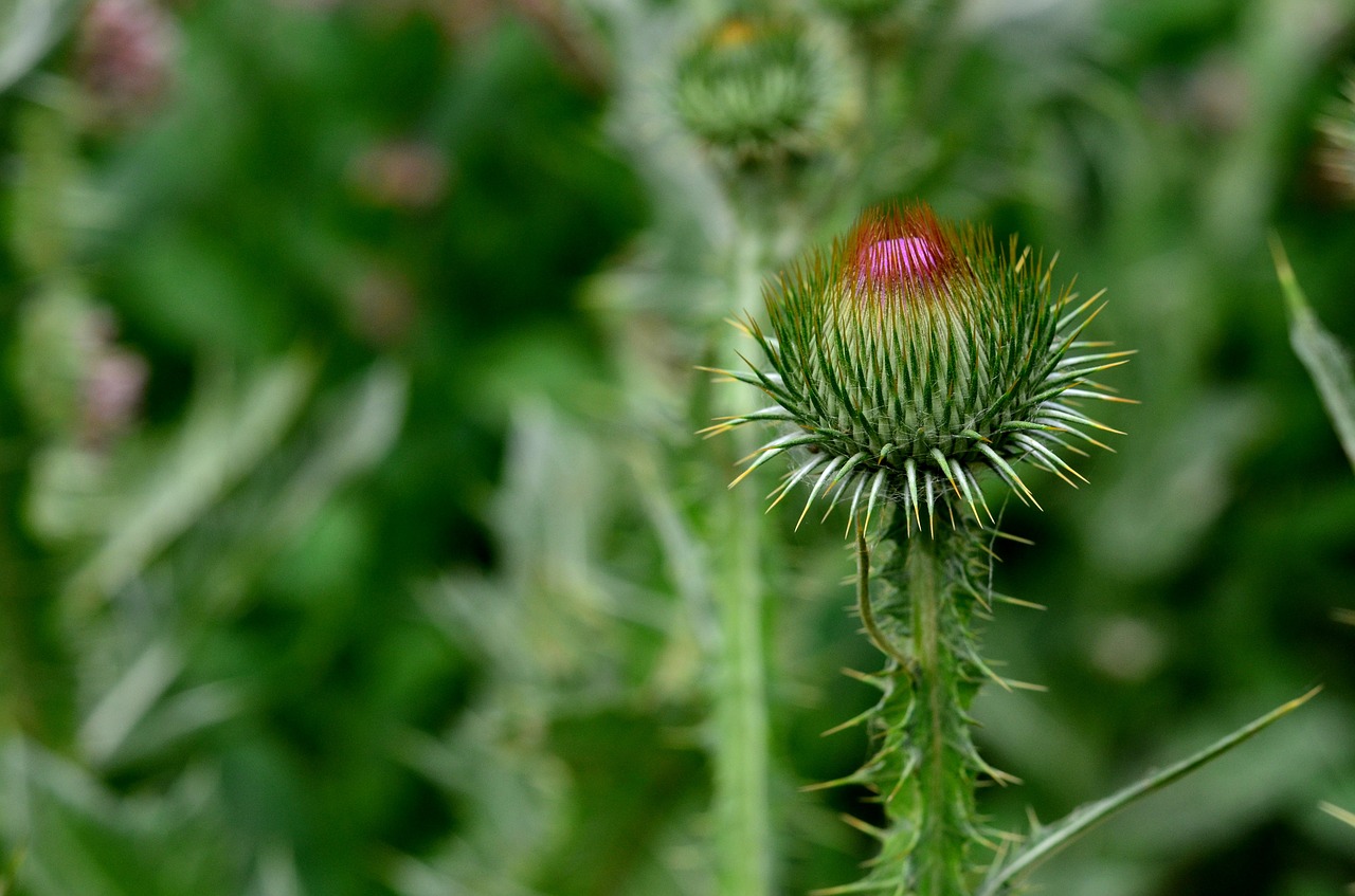 thorn flower green free photo