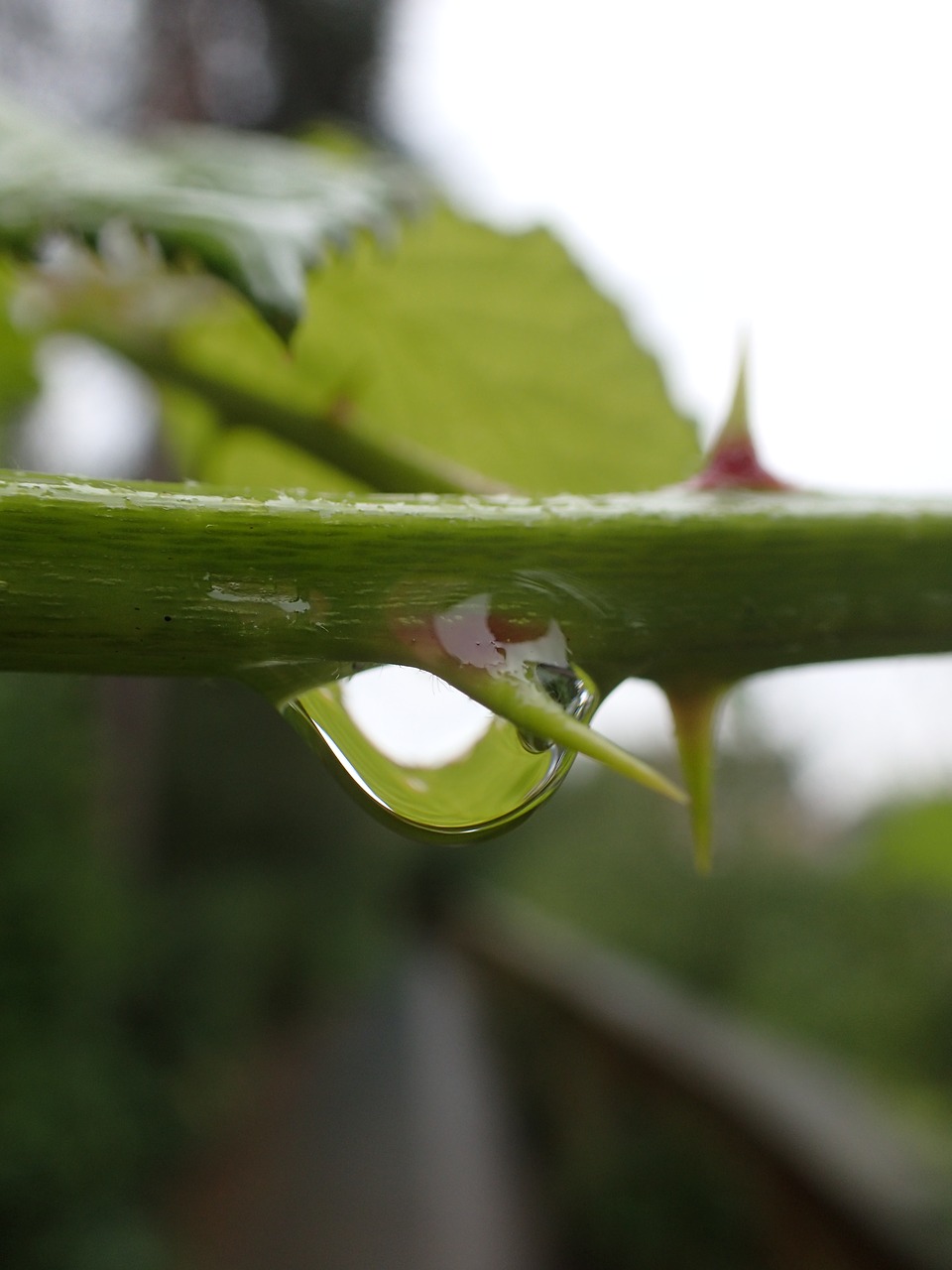 thorn nature plant free photo