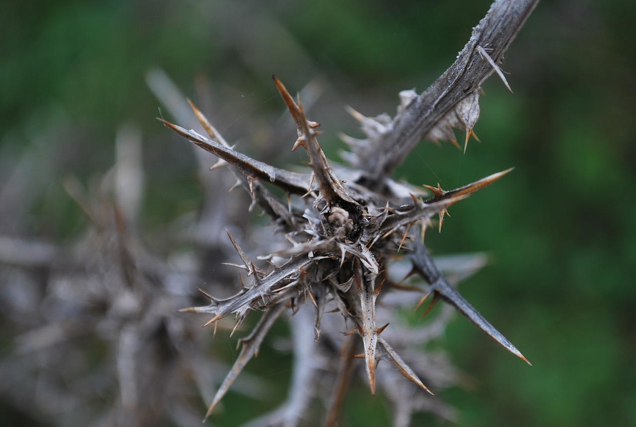 thorn dead plant free photo