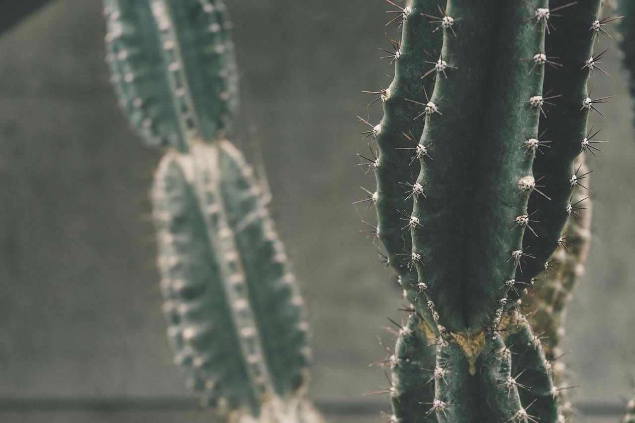 thorn cactus green free photo