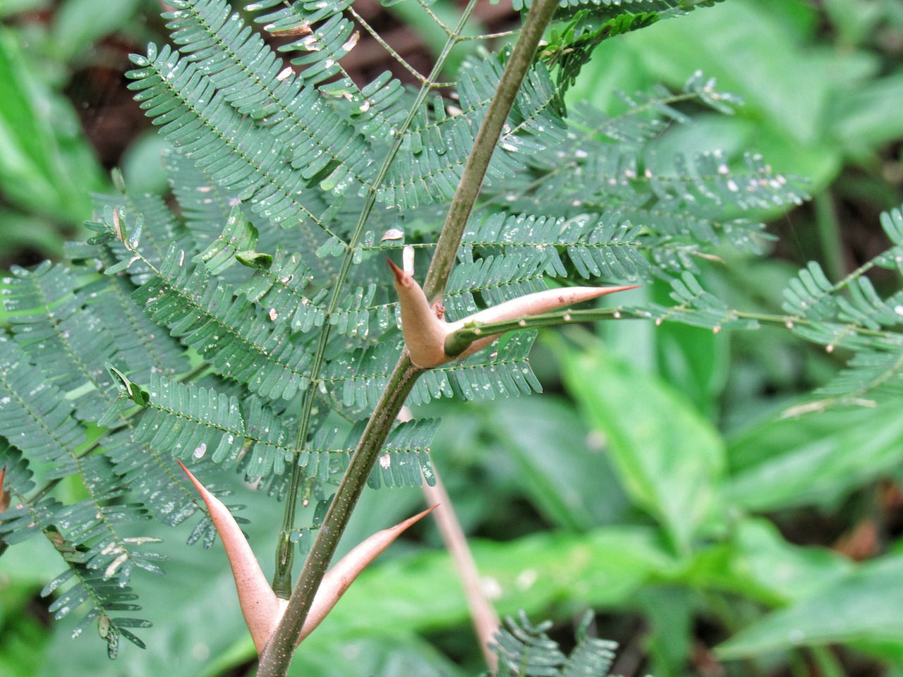 thorn cock-spur leaf free photo