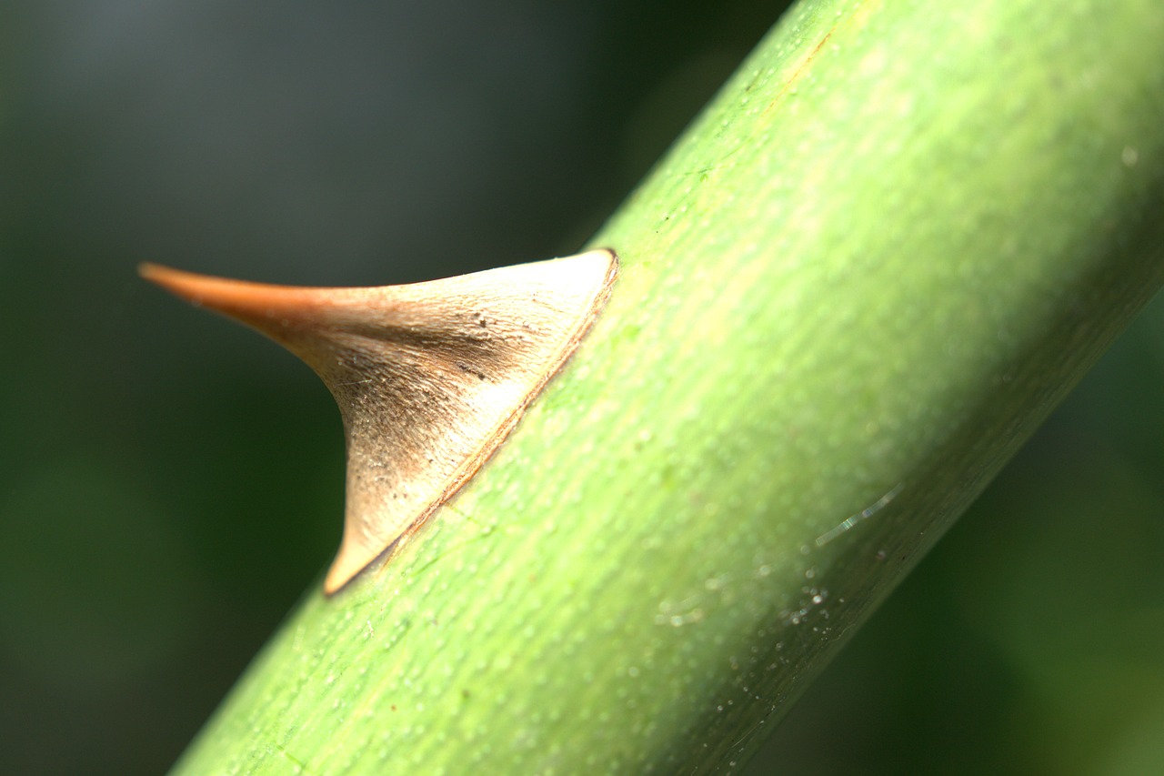 thorn  rose  nature free photo