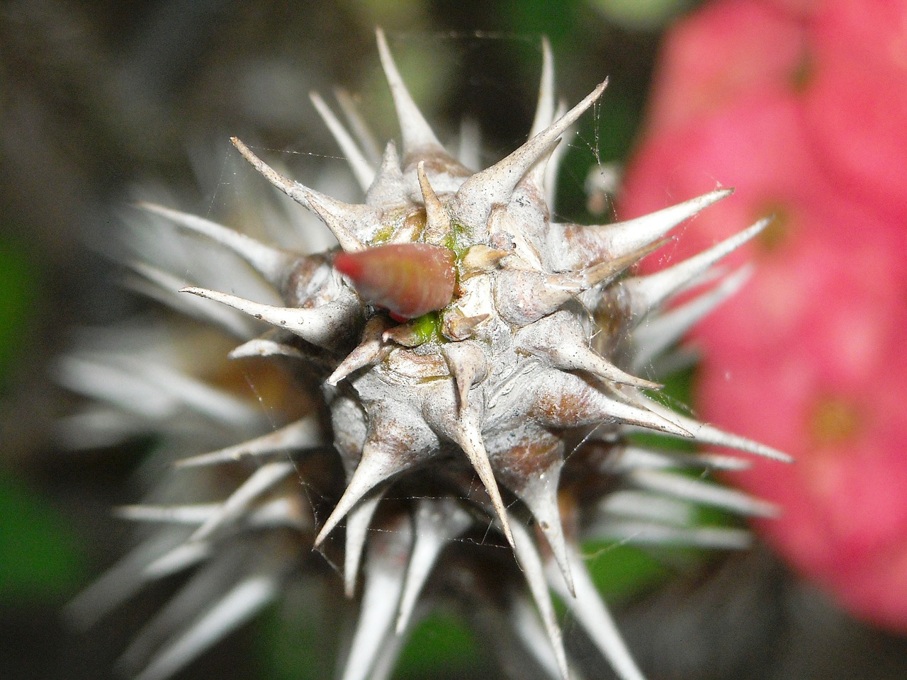 thorn plants rod free photo