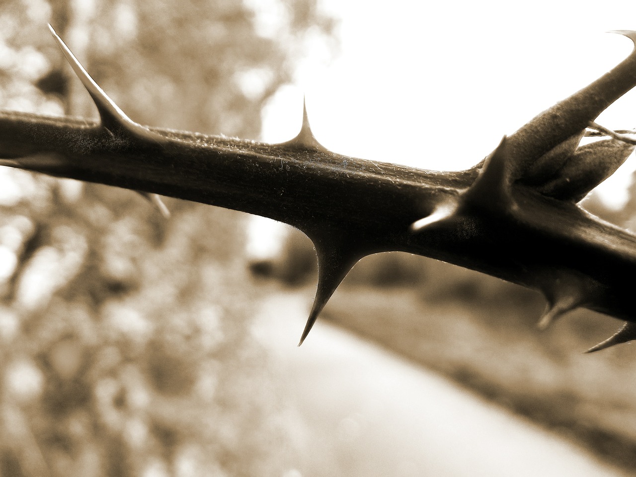 thorn hip detail free photo