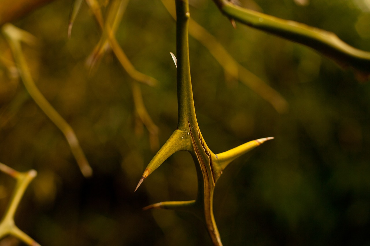 thorn plant vine free photo