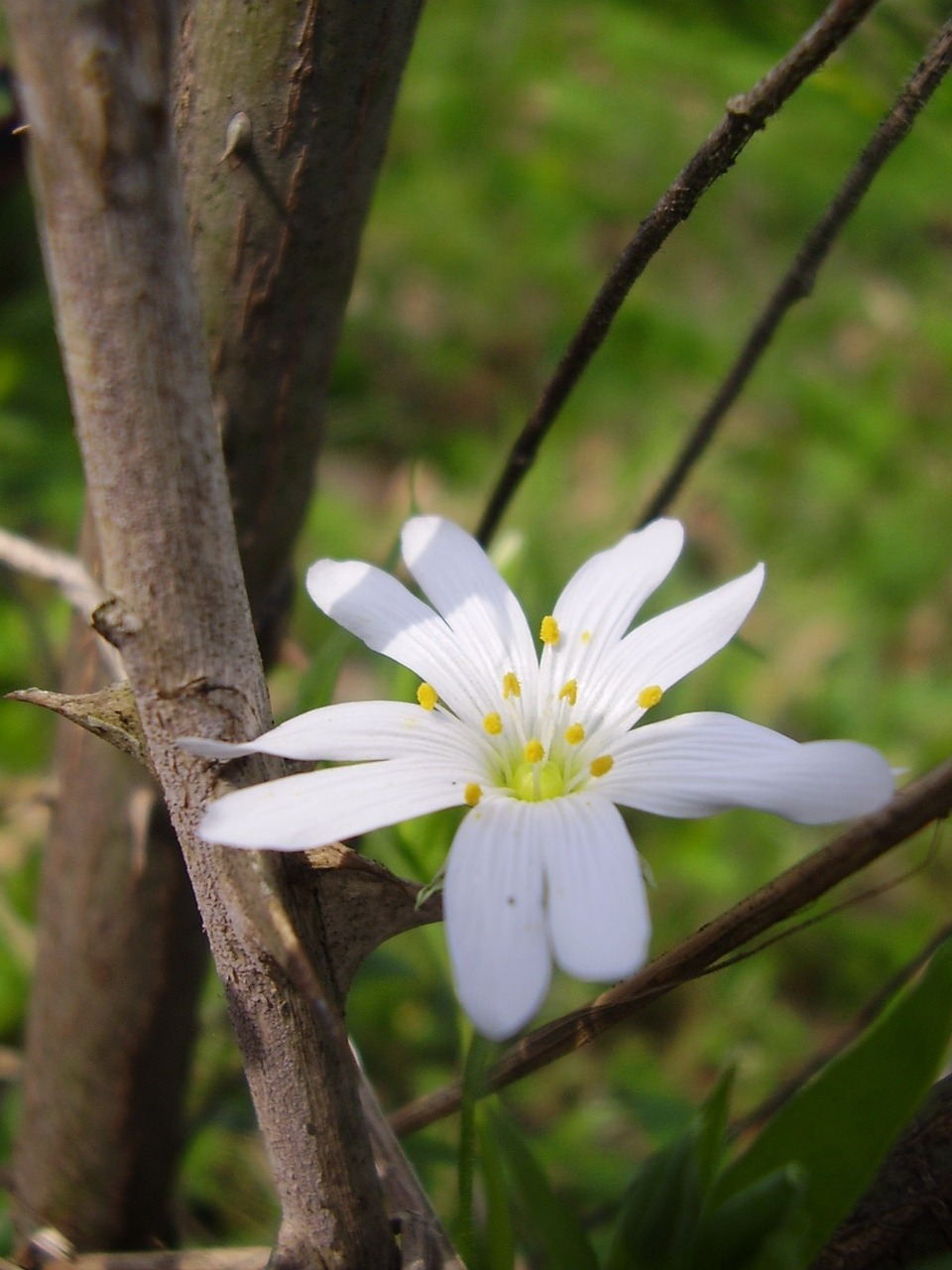 thorn flower thorns and flowers free photo